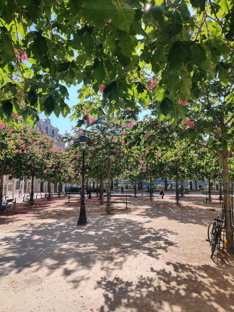 Place Dauphine - marronniers roses